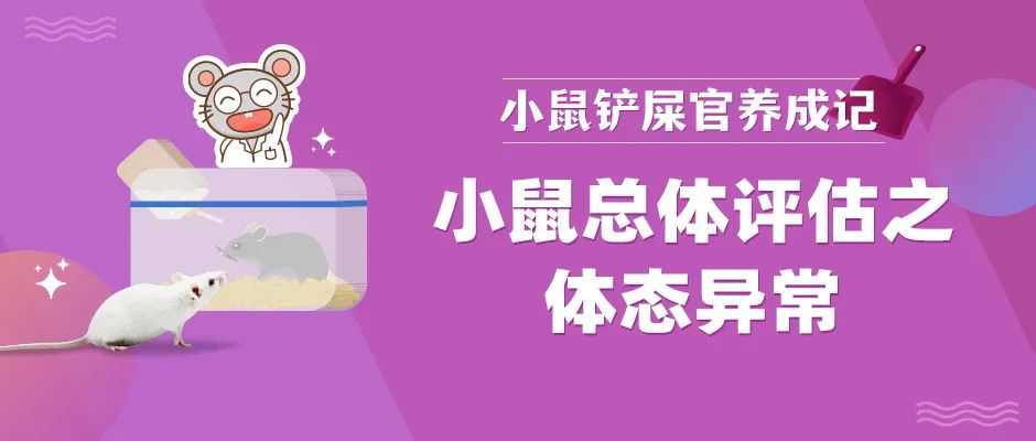 立正站好！这是谁家小鼠又弯腰驼背啦？