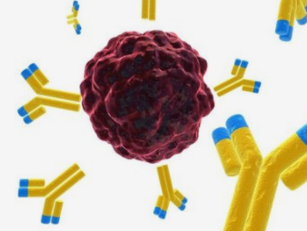 免疫球蛋白超家族成员9抗体