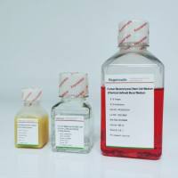 人间充质干细胞培养基（无外泌体）