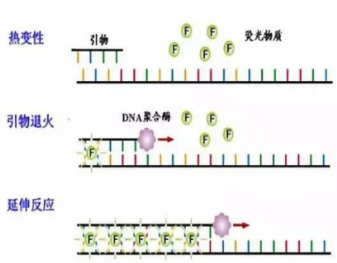 PCR反应条件有什么？