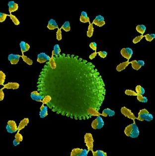 免疫球蛋白超家族成员3抗体