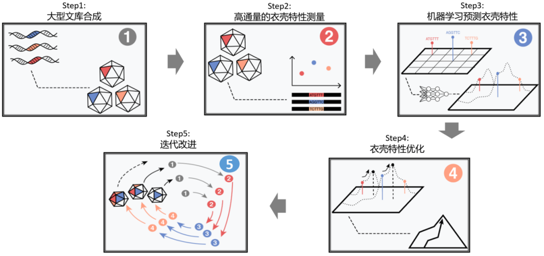 载体设计优化与衣壳改造有助rAAV突破应用瓶颈