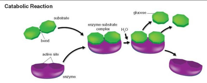 重组蛋白:酶和调节子Enzymes  Regulators