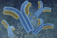 线粒体翻译起始因子3抗体