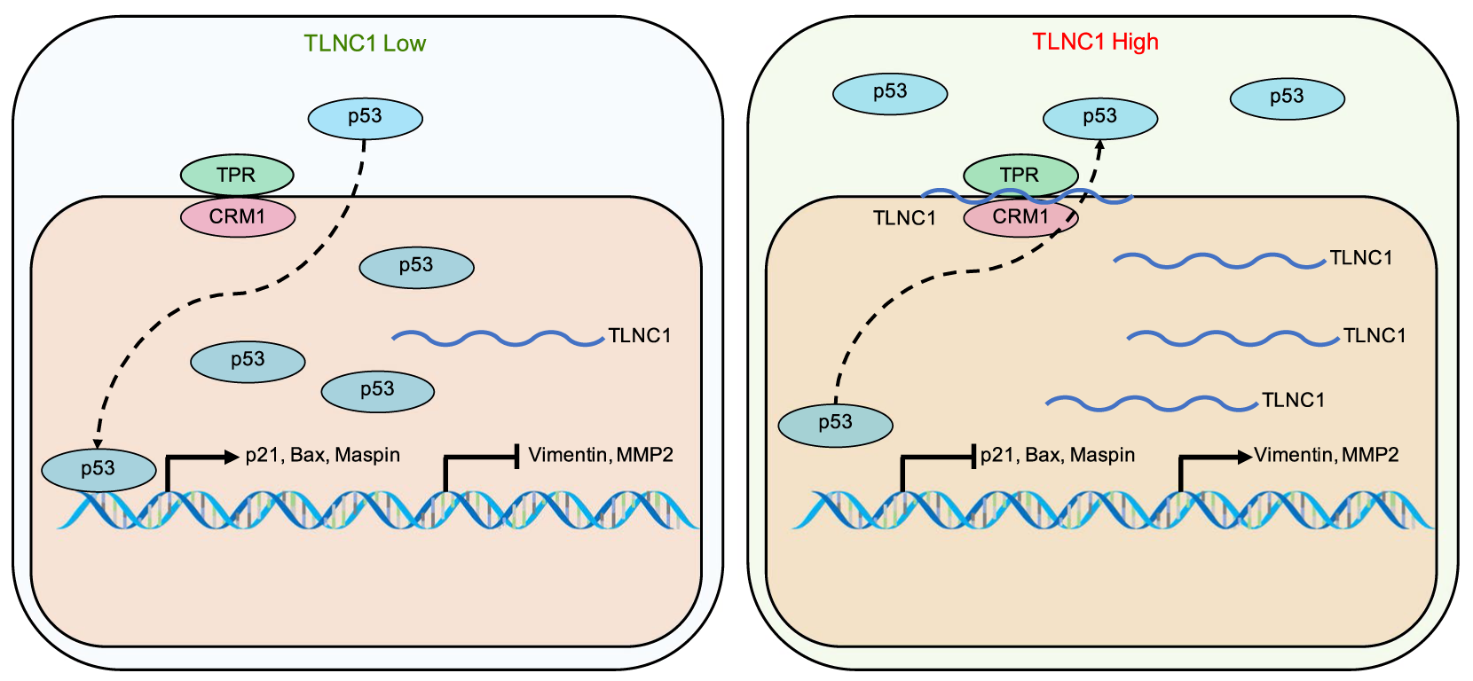 lncRNA新研究进展盘点