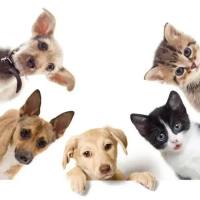 CPV-CCV Ag犬细小/犬冠状病毒双联检测卡