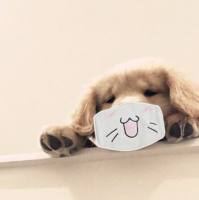 TOXO Ab犬弓形虫抗体快速检测卡