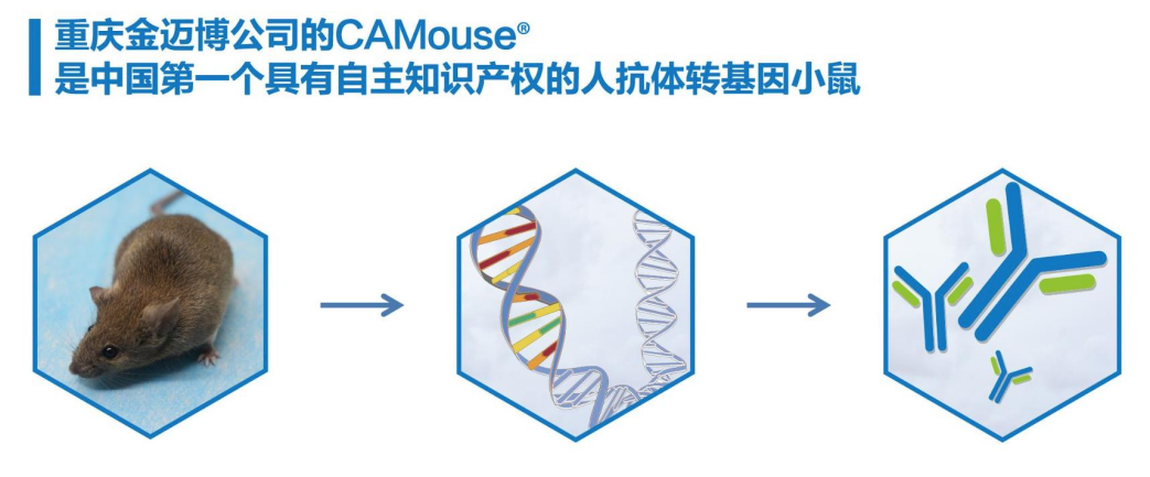 赛业生物与金迈博全人抗体小鼠平台达成战略合作，共同推进细胞治疗和抗体药物开发