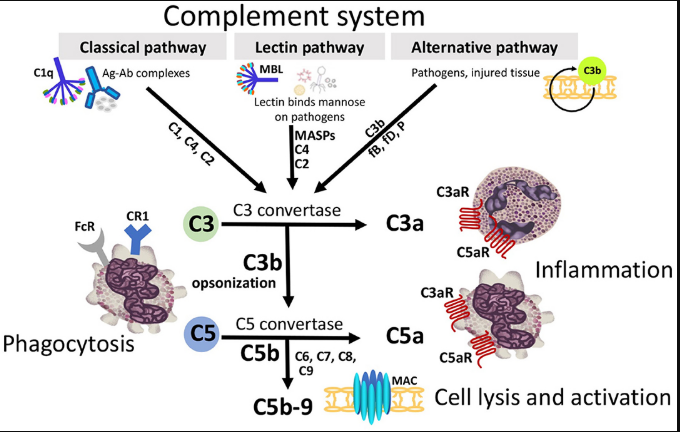 重组蛋白:补体系统Complement System