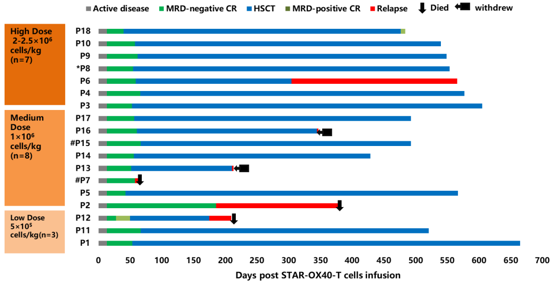 AJH 前沿——陆道培医学团队：新型 CD19 靶向合成 T 细胞受体和抗原受体 (STAR)-T 细胞治疗 R/R B-ALL