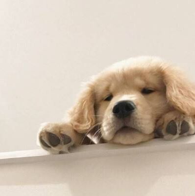 CDV-CAV Ag犬瘟腺病毒联合检测卡