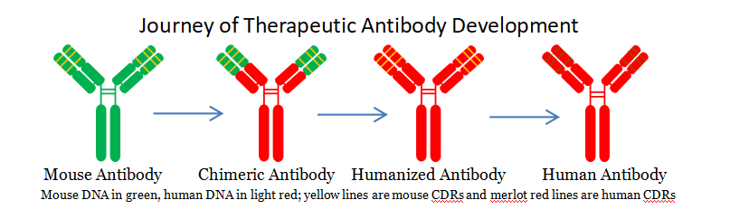 赛业生物与金迈博全人抗体小鼠平台达成战略合作，共同推进细胞治疗和抗体药物开发