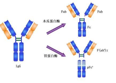 白介素2抗体（大、小鼠）