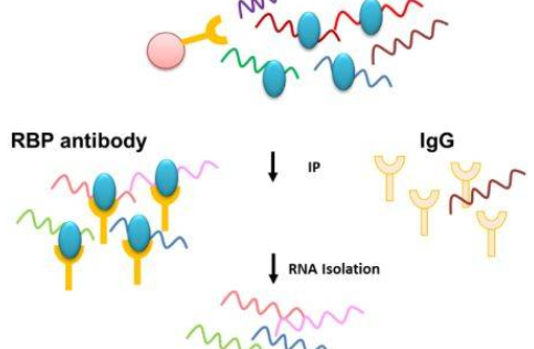 KB抑制蛋白激酶α/IκBα/IKK-α/IKKα/I-κB