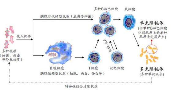 白细胞介素6受体α抗体IL-6Rα