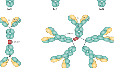 整合素αL抗体Integrin αL