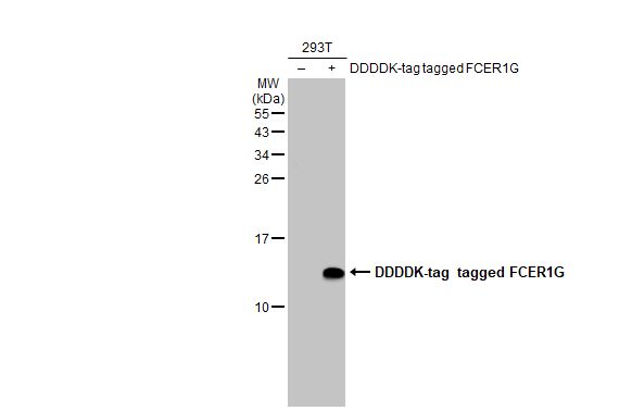 FCER1G antibody [HL1418]