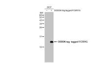 FCER1G antibody [HL1418]