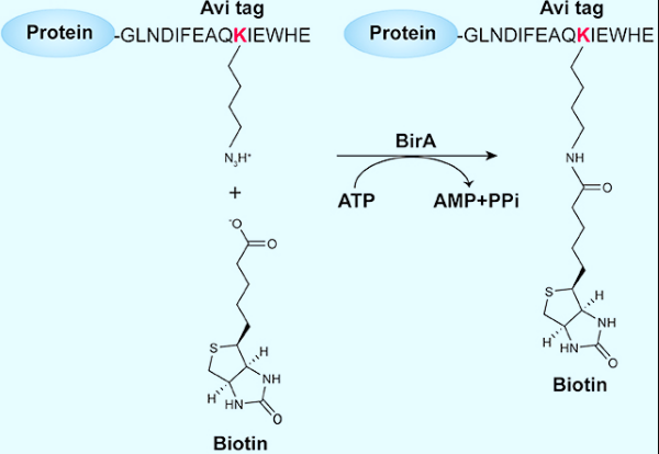 生物素标记蛋白Biotinylated Proteins