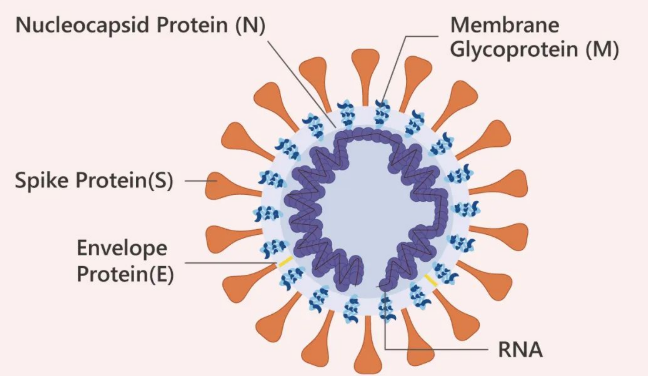 重组蛋白:Viral Proteins病毒蛋白