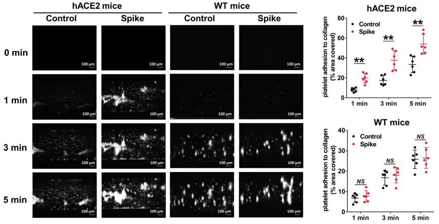 K18-hACE2小鼠再添力！祝贺众生睿创3CL口服新冠药申报临床！