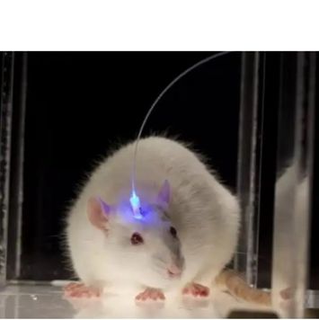 大鼠光遗传研究，光遗传学研究