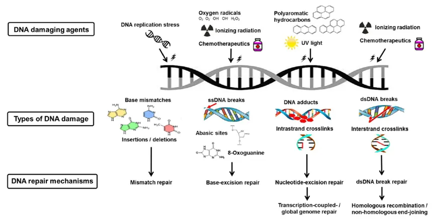 全血提取试剂盒