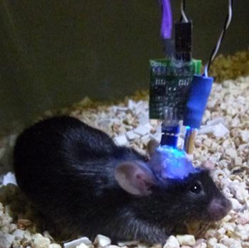 动物光遗传研究系统，小鼠光遗传研究系统