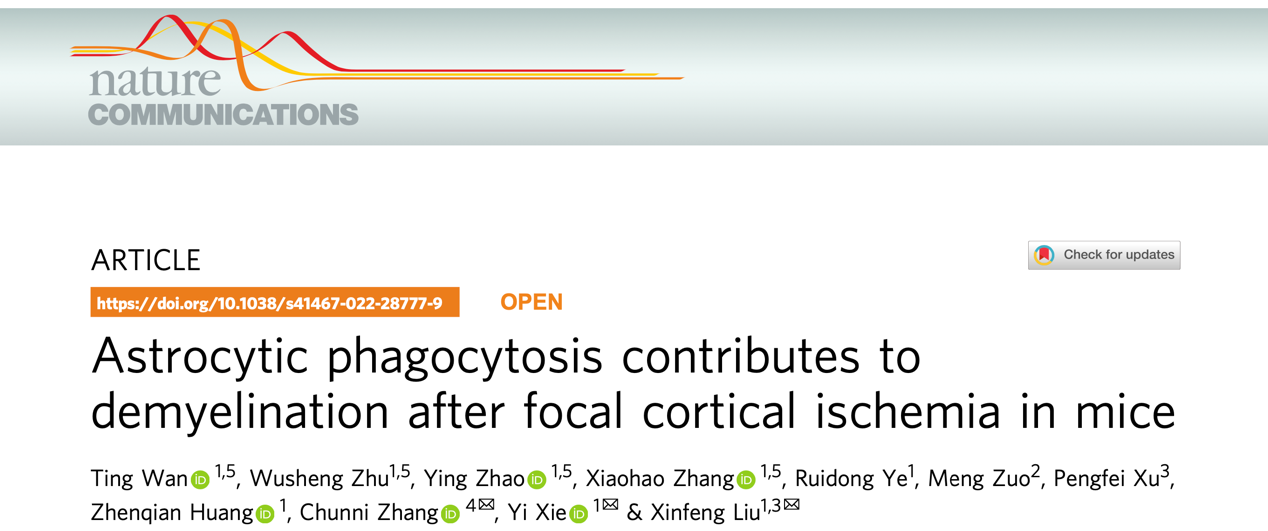Nature子刊：南京大学附属金陵医院发现急性缺血性脑卒中后继发性白质损伤的特异性分子机制