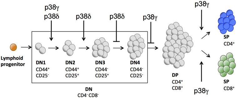 如何降低不同供体T细胞因子分泌水平对实​验的影响？