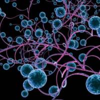 一站式病毒DNA-RNA提取试剂盒