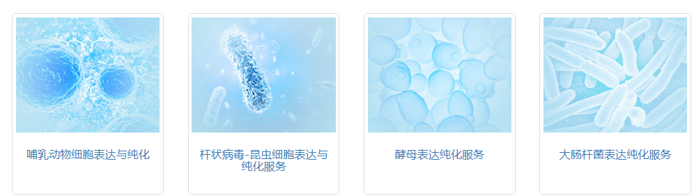 荧光标记重组蛋白