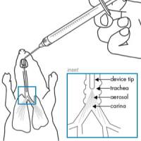 肺部干粉给药器，小动物肺部给药器，大鼠肺部干粉给药器