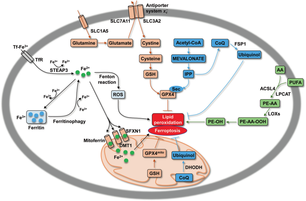 铁死亡与其他细胞死亡类型的区别