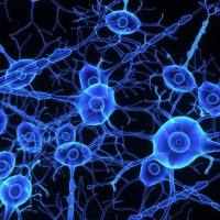 DNA电泳分子量标准系列