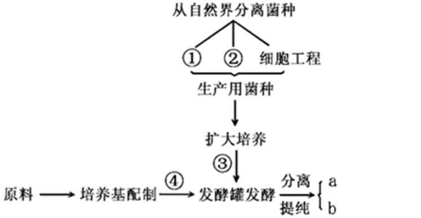 敏捷食酸菌基本概念