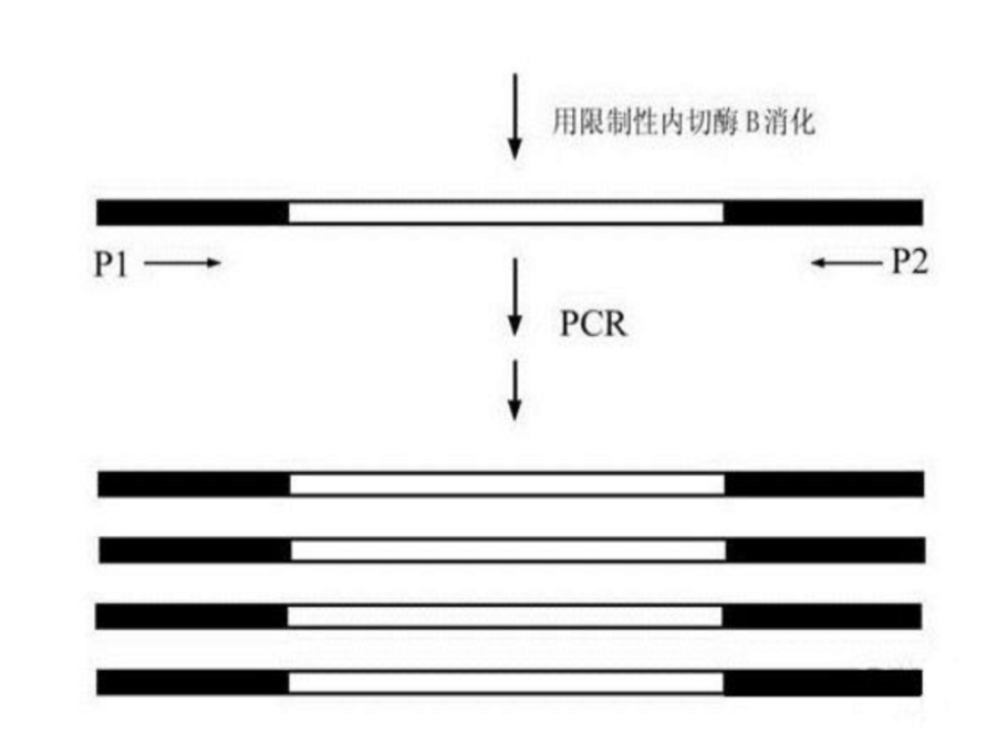 普通PCR、原位PCR、反向PCR和反转录PCR的 基本原理和操作步骤---反向PCR