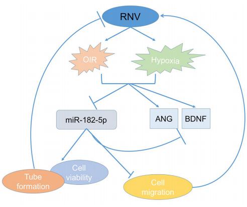 低氧/厌氧产品案例——低氧与视网膜研究