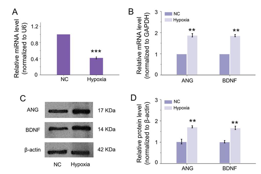 低氧/厌氧产品案例——低氧与视网膜研究