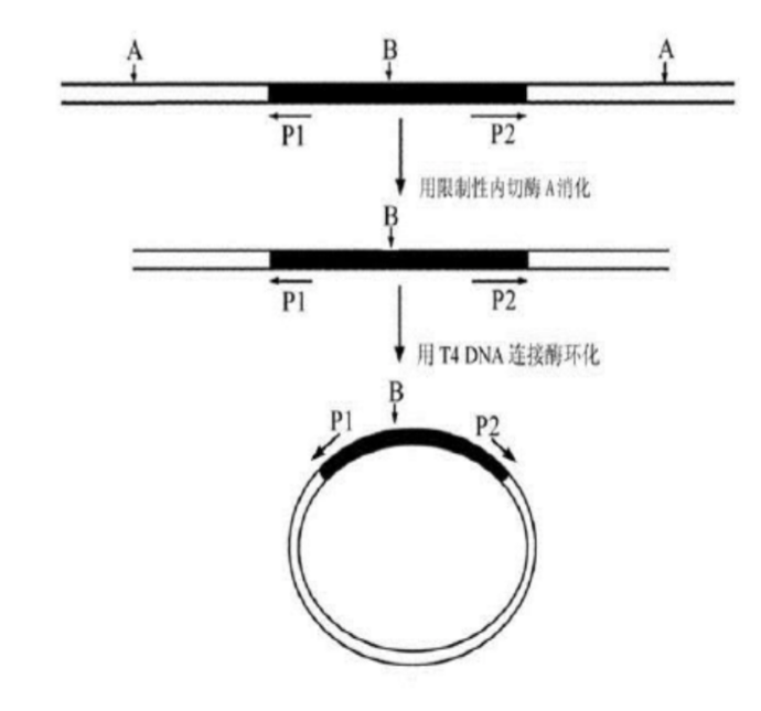 普通PCR、原位PCR、反向PCR和反转录PCR的 基本原理和操作步骤---反向PCR
