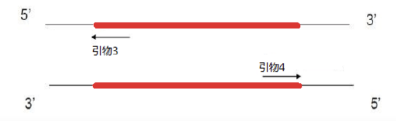 普通PCR、原位PCR、反向PCR和反转录PCR的 基本原理和操作步骤---反向PCR