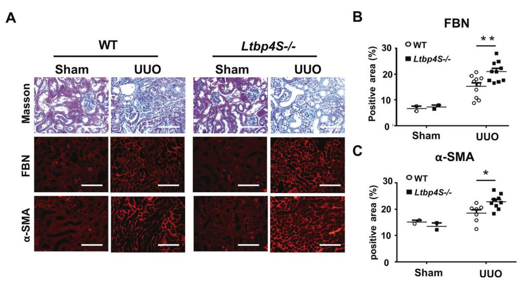 低氧/厌氧产品案例——低氧与血管新生研究
