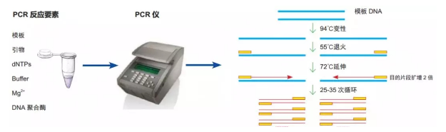 ​PCR实验过程问题解答