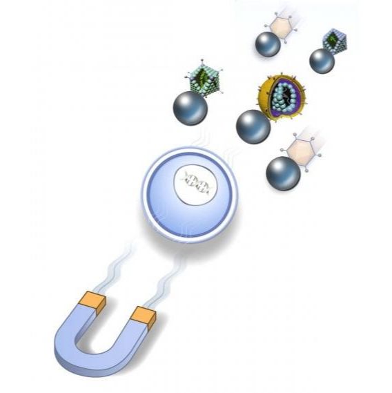 OZ biosciences  ViroMag R / L转导试剂