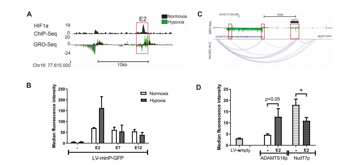 低氧/厌氧产品案例——低氧与血管新生研究2