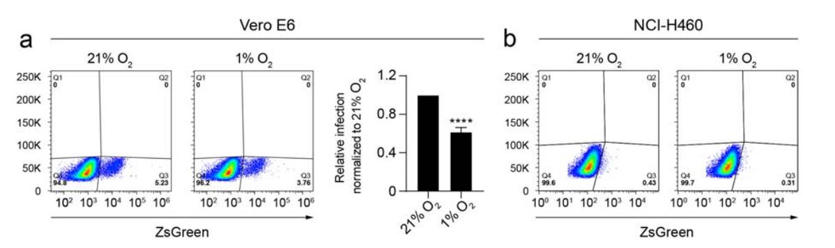 低氧/厌氧产品案例——低氧与新冠研究
