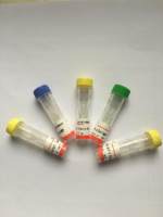 ATF-4 (D4B8) Rabbit mAb