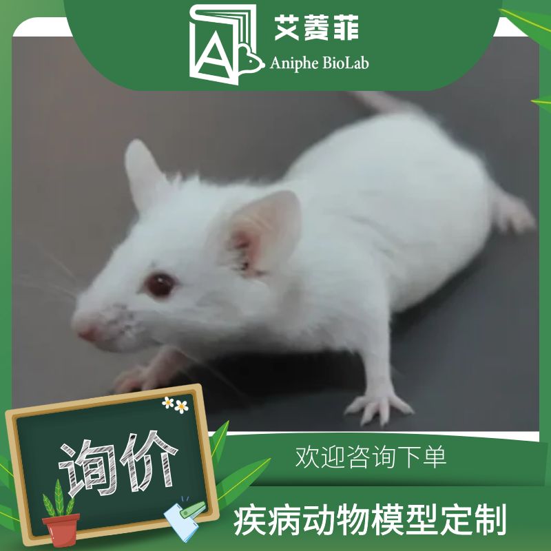 炎症性肠病小鼠模型IBD小鼠模型动物模型