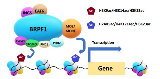 【解决方案】马尔文帕纳科为药物筛选按下快进键!