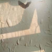 巴马香猪皮 透皮实验用小乳猪皮